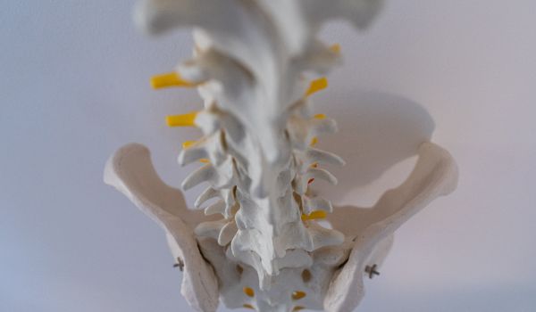 Nahaufnahme eines Wirbelsäulenskeletts