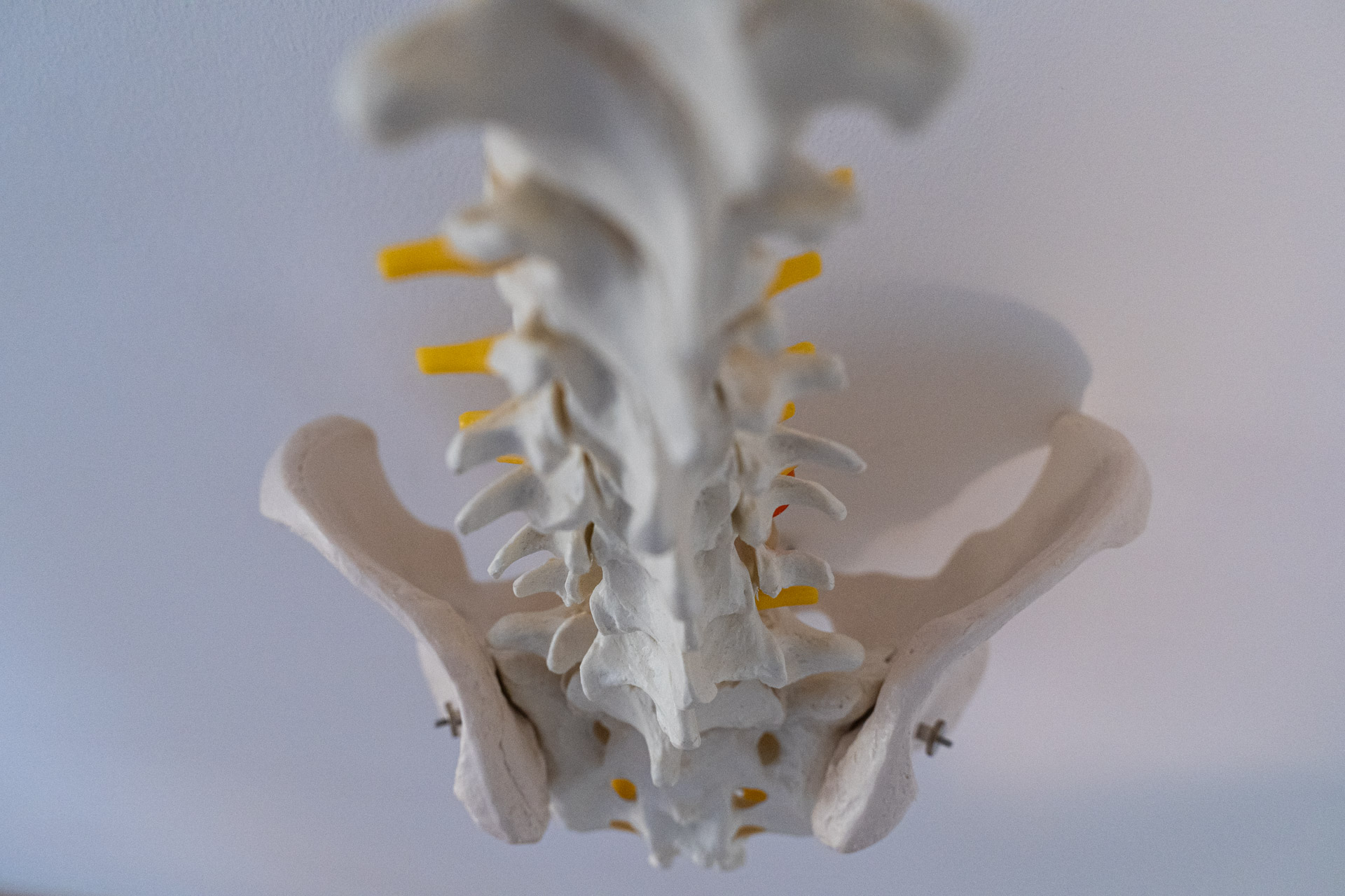 Nahaufnahme eines Wirbelsäulenskeletts